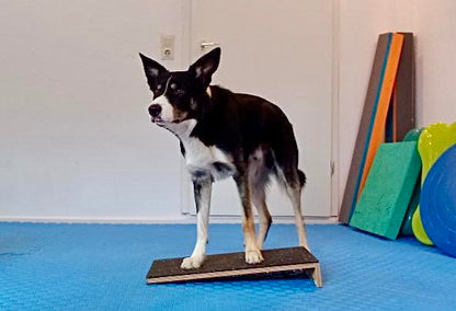 L-Board Birke