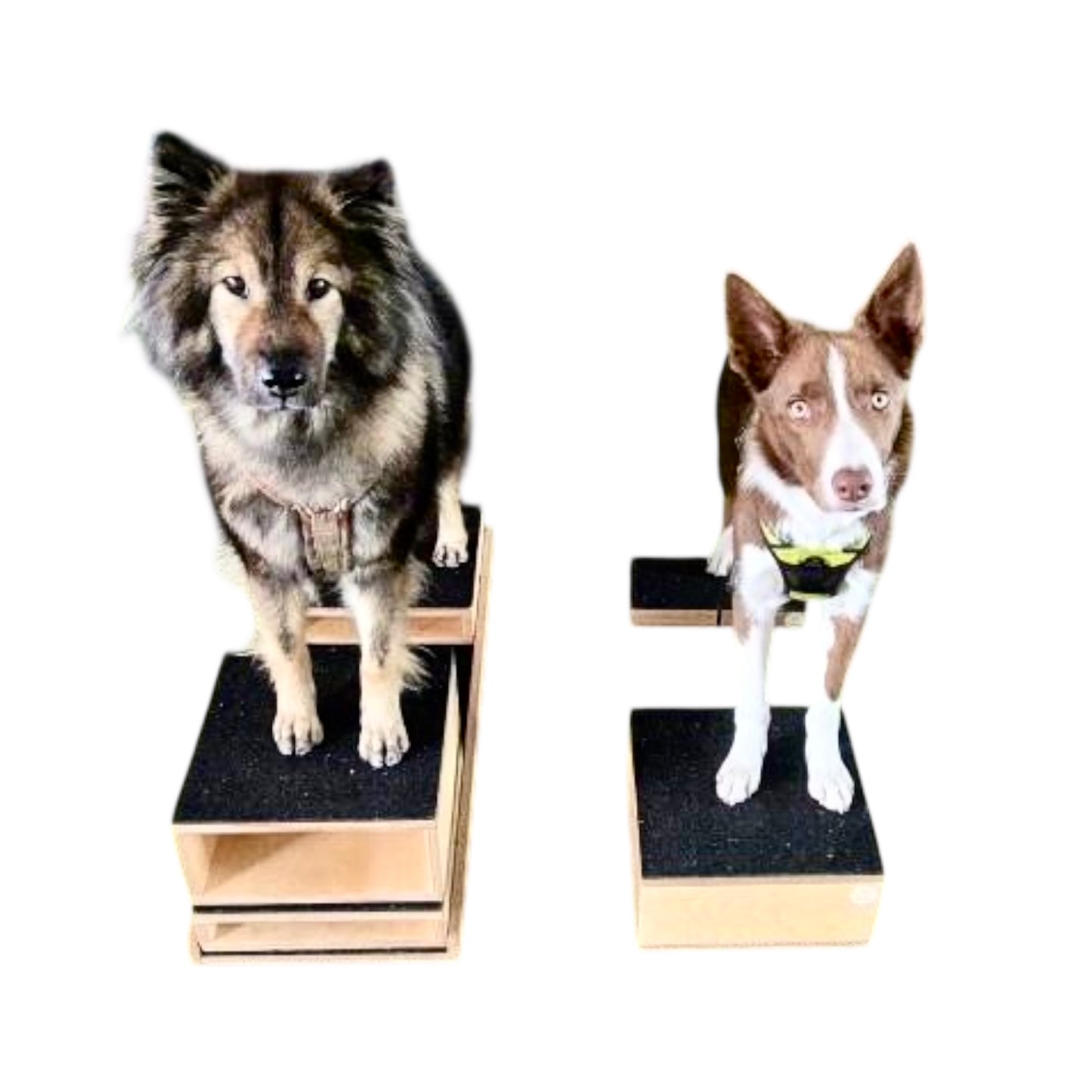 Dualgrip Birke