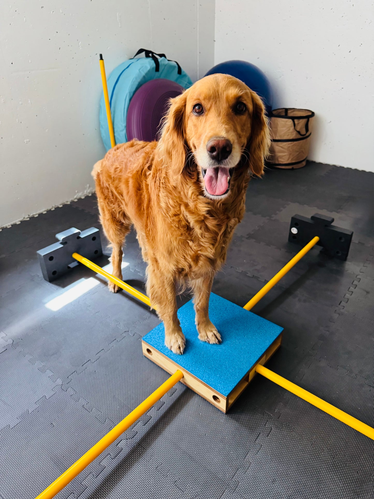 DogStar Dualgrip Birke (ohne Zubehör)
