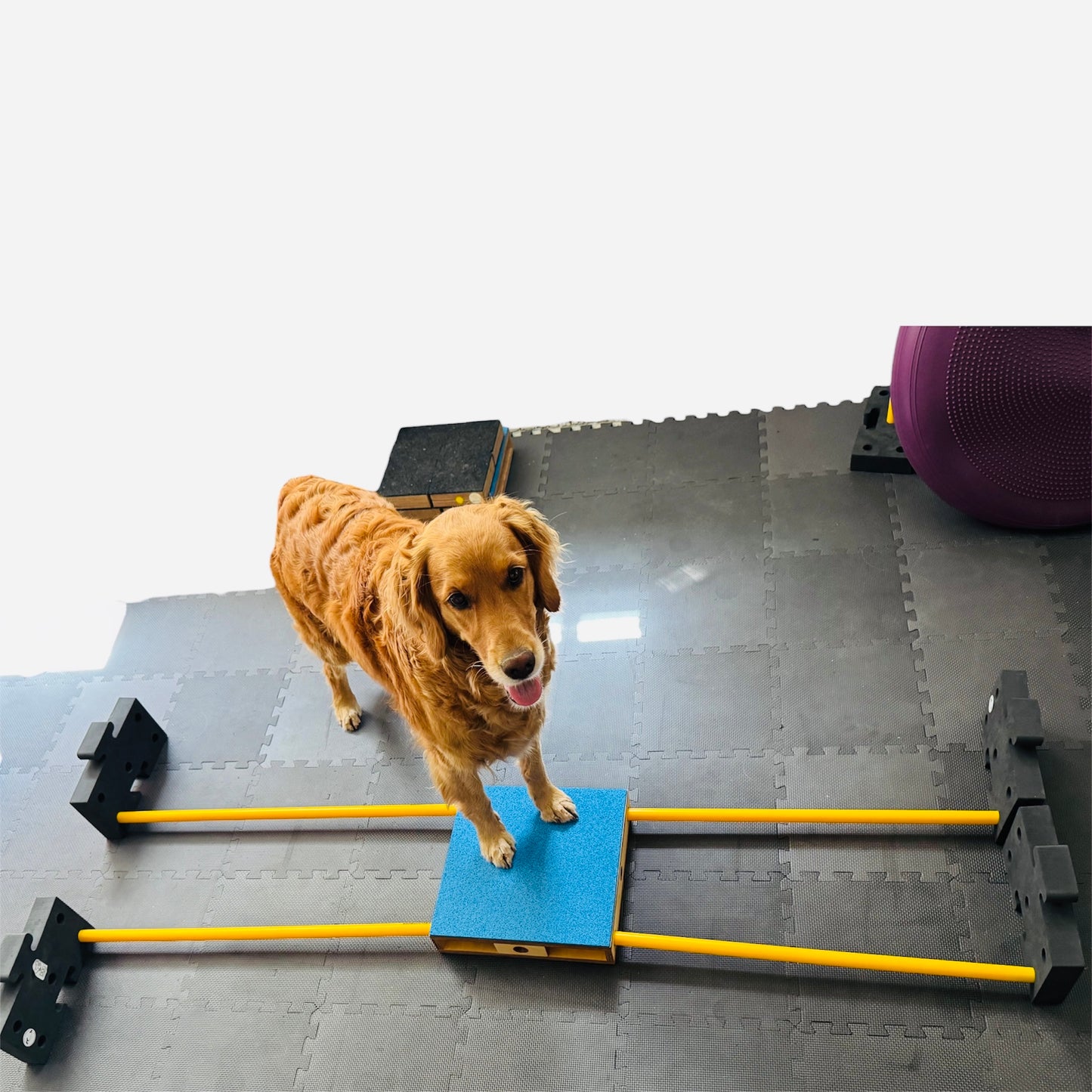 DogStar Dualgrip Birke (ohne Zubehör)